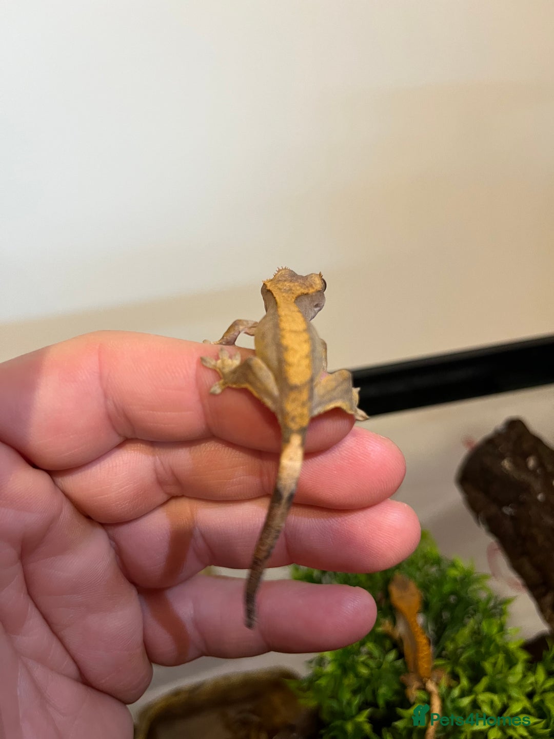 Gecko reptiles for sale: Crested gecko babies for sale  - Advert 7