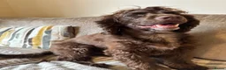 Cocker Spaniel dogs for sale: Dusty - 5yr Cocker Spaniel (N) - Advert 3