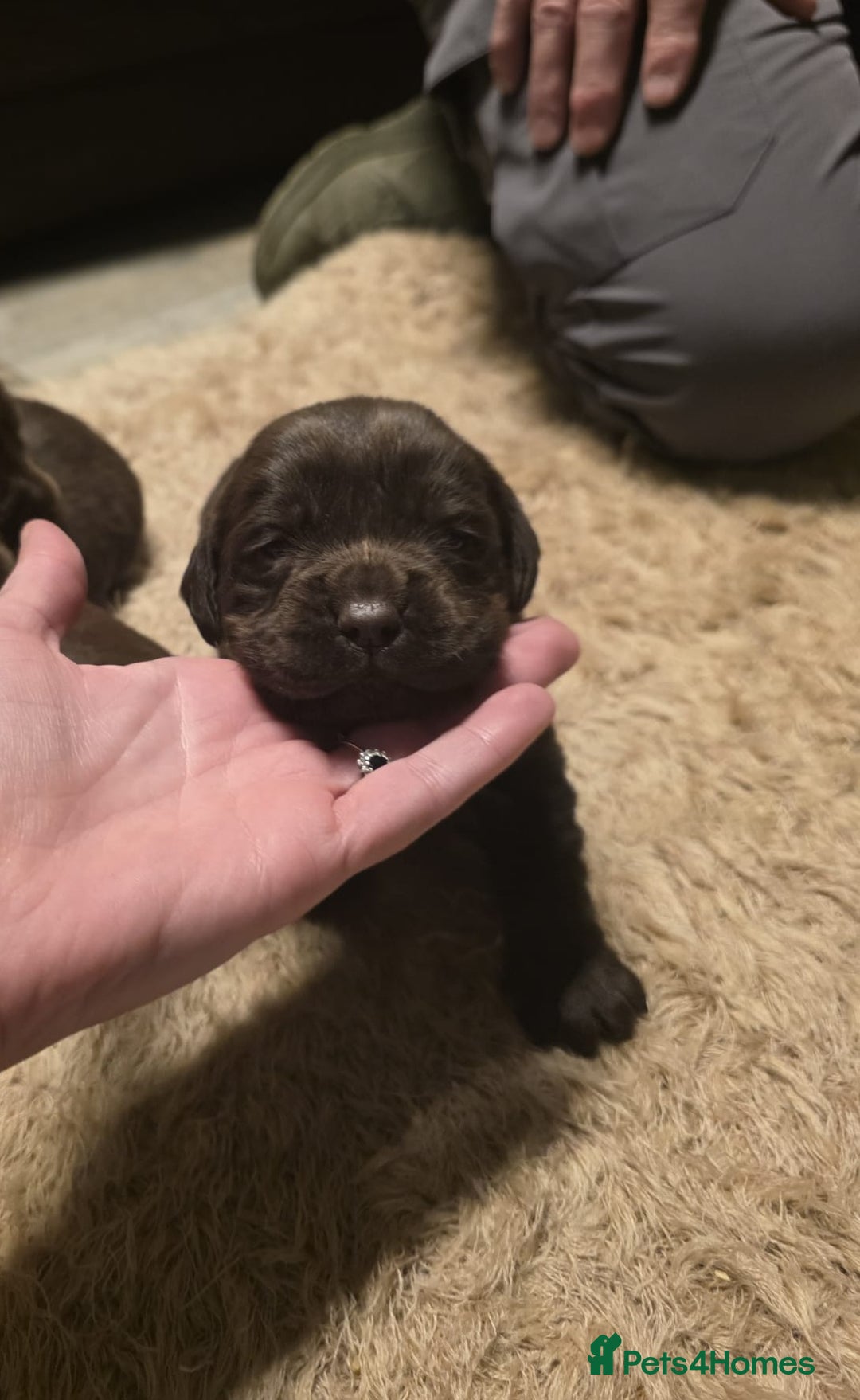 Cockerdor dogs for sale: Chocolate F1 cockerdor puppies  - Advert 24
