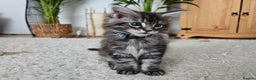 Maine Coon cats for sale: Adorable Maine Coon Boy looking for a Loving Home  - Advert 11