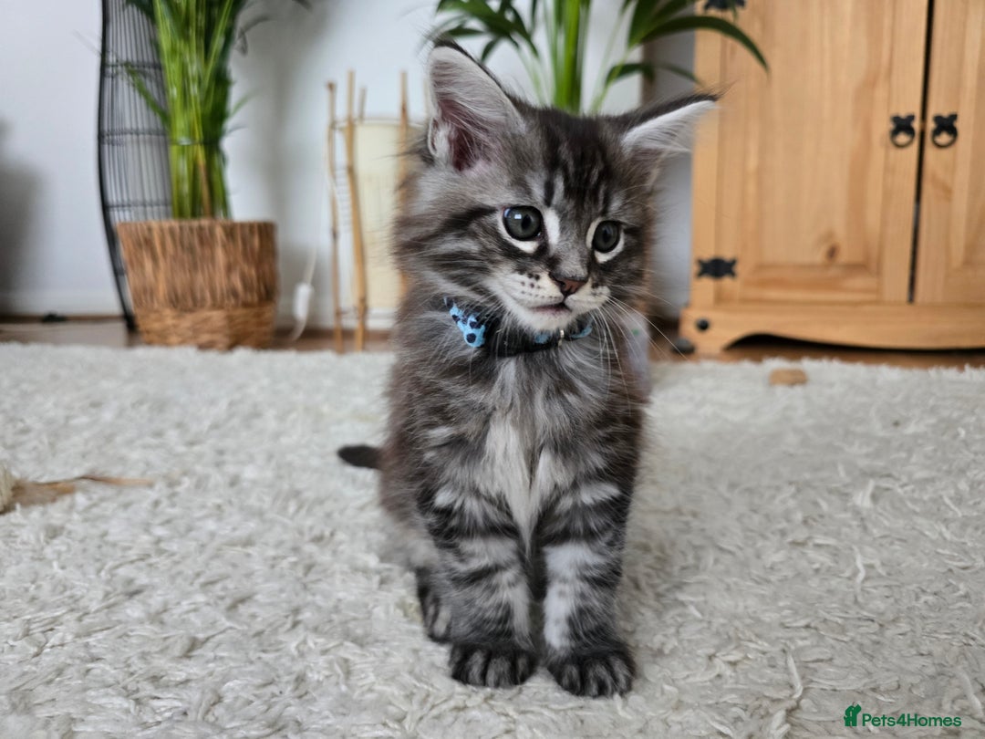 Maine Coon cats for sale: Adorable Maine Coon Boy looking for a Loving Home  - Advert 11