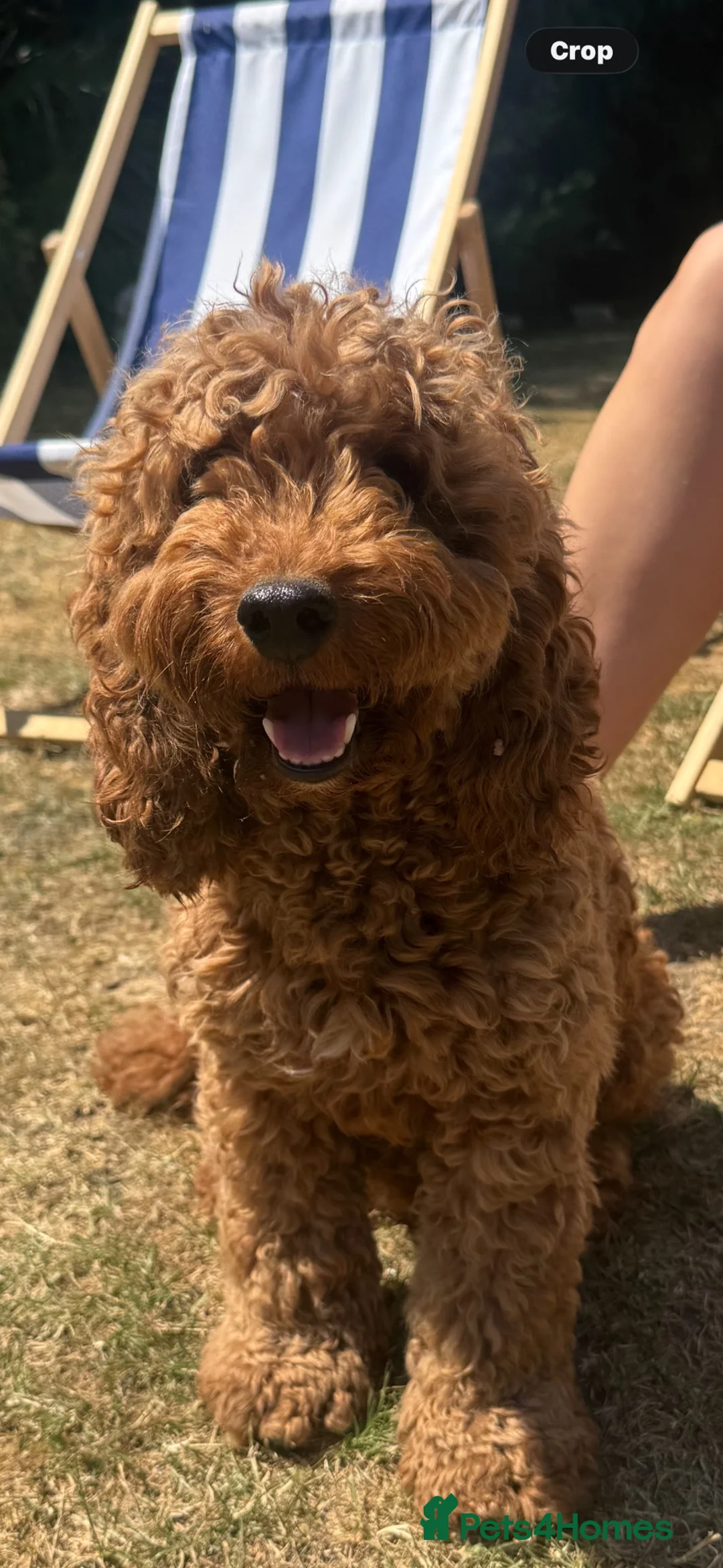 Cockapoo dogs for sale: Home raised, stunning fox red cockapoo’s  - Advert 2