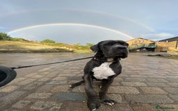 Great Dane dogs for sale: Great Dane 10 months  - Image 1