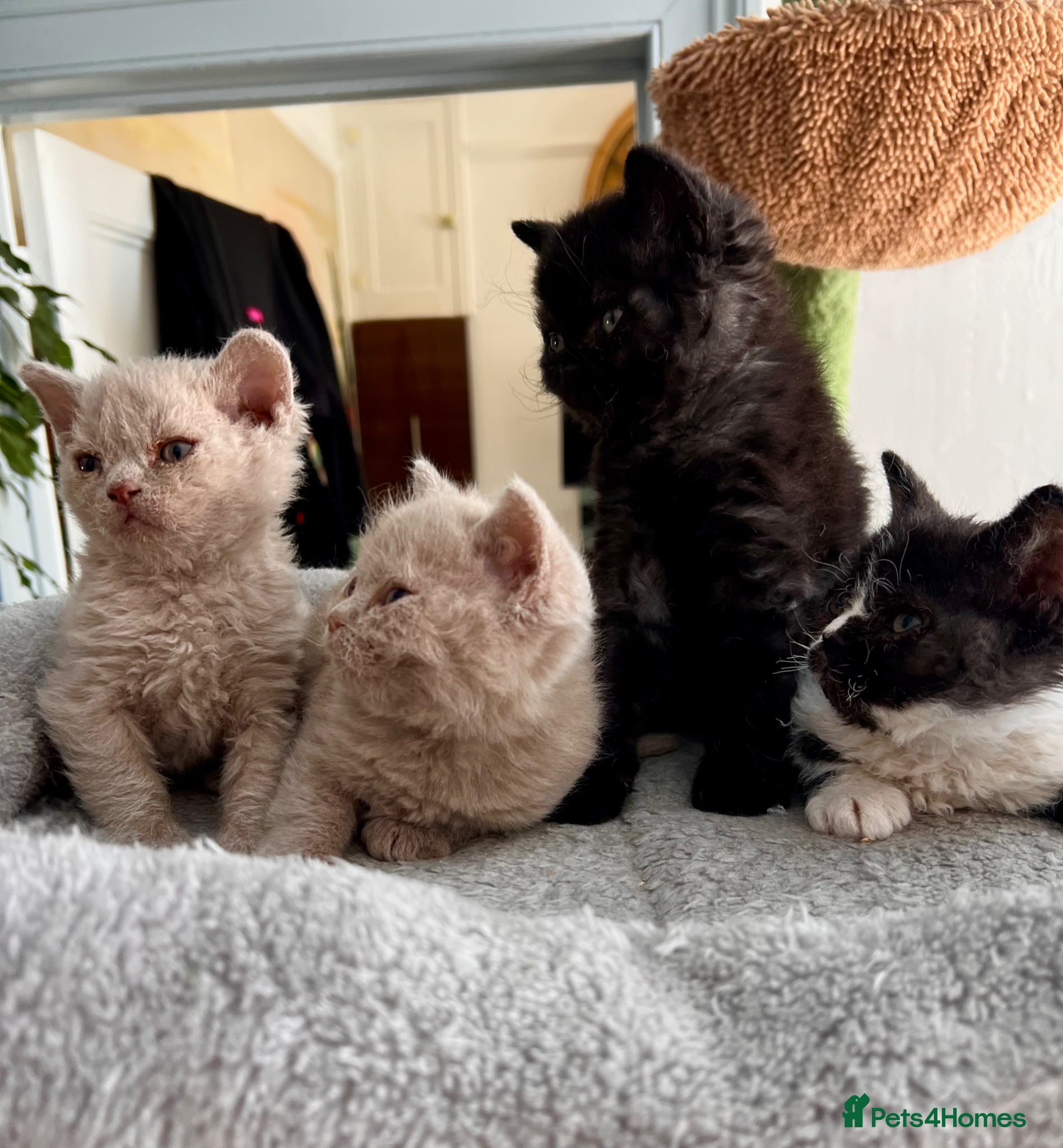 Selkirk Rex cats Stunning Selkirk Rex kittens - Advert 14