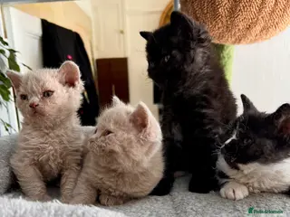 Selkirk Rex cats Stunning Selkirk Rex kittens - Advert 14
