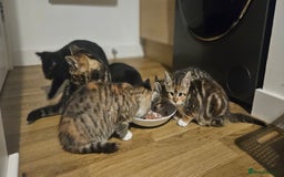 Mixed Breed cats for sale: 6 kittens for sale - Advert 6