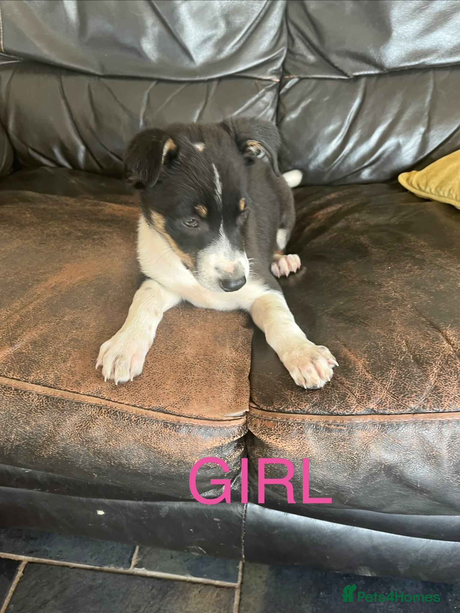 Border Collie dogs Border Collie Pups - Advert 2