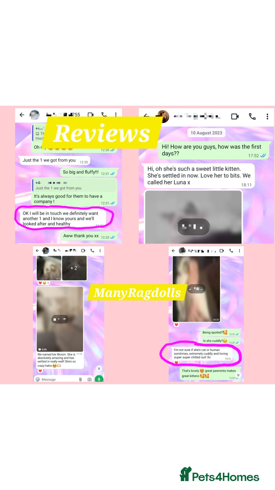 Ragdoll cats for sale: Ragdoll kitten Bluepoint beautiful  - Advert 9