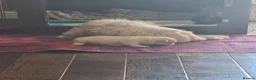 Maltese dogs for sale: EXQUISITE 5STAR TOY MINIATURE KOREAN MALTESE PUPPY - Advert 19