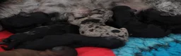 Miniature Poodle dogs for sale: Beautiful miniature poodle puppies  - Advert 17