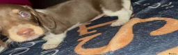 Miniature Dachshund dogs for sale: Beautiful Piebald Miniature Dachshund Puppies in Morpeth - Advert 11