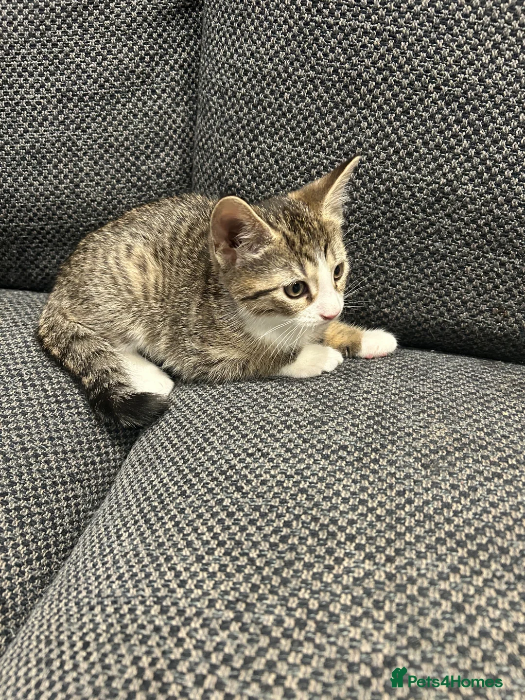 British Shorthair cats for sale: 8 week old tabby female  - Advert 8