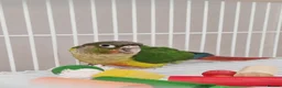 Conures birds for sale: Hand tamed, affectionate, Green Cheek Conure  - Advert 1