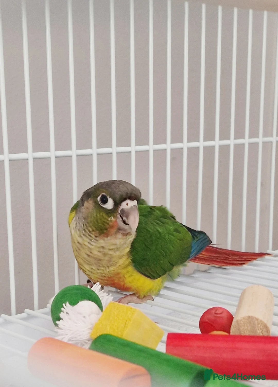 Conures birds for sale: Hand tamed, affectionate, Green Cheek Conure  - Advert 1