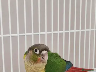 Conures birds Hand tamed, affectionate, Green Cheek Conure - Advert 1