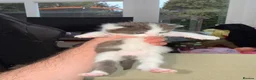 Mixed Breed cats for sale: Maine coon cross kittens  - Advert 10