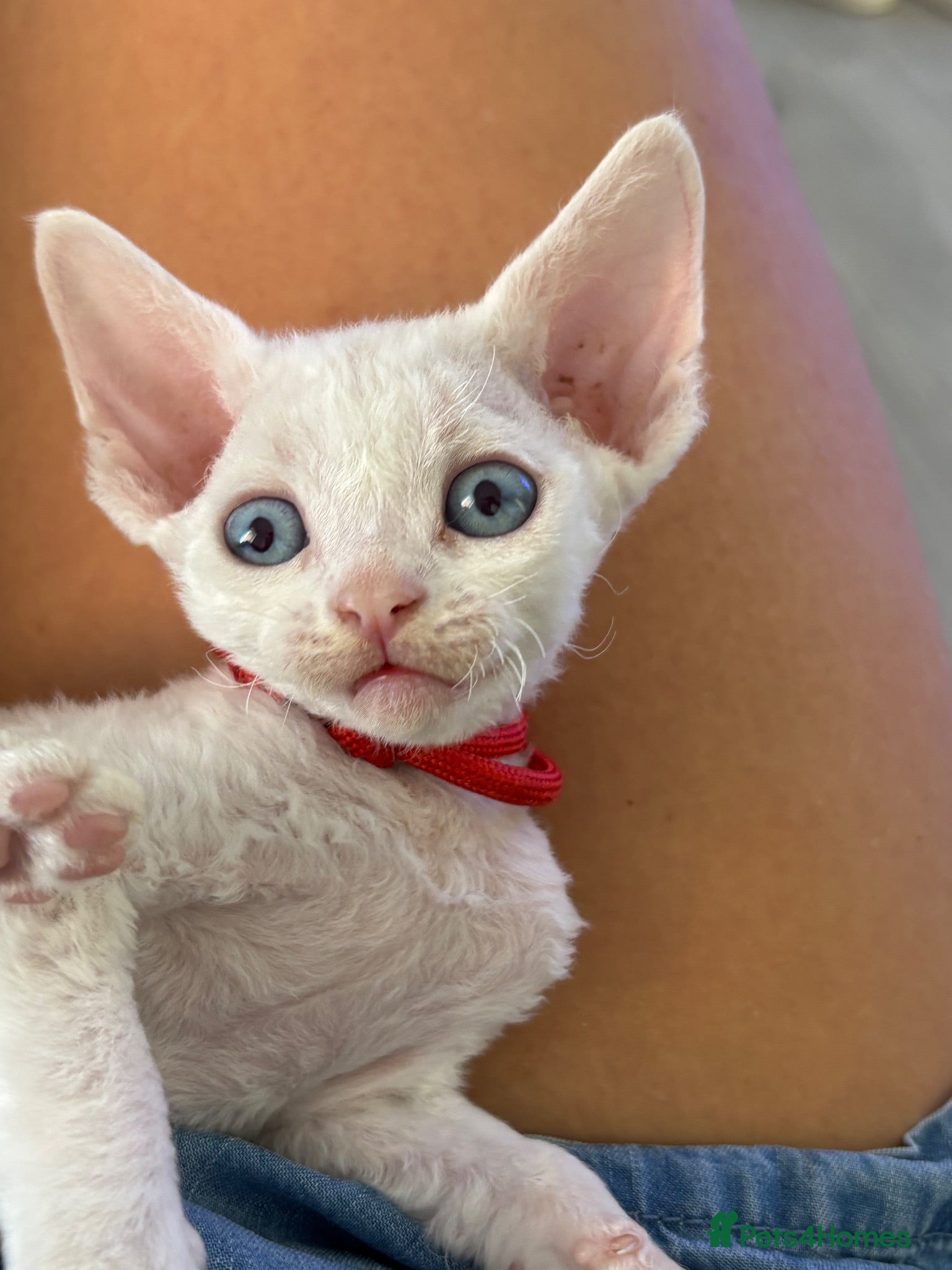 Devon Rex cats 😻 Devon rex Kittens available 😻❤️ - Advert 2