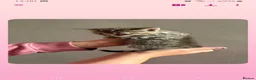Mixed Breed cats for sale: Grey tabby tortie kittens - Advert 8