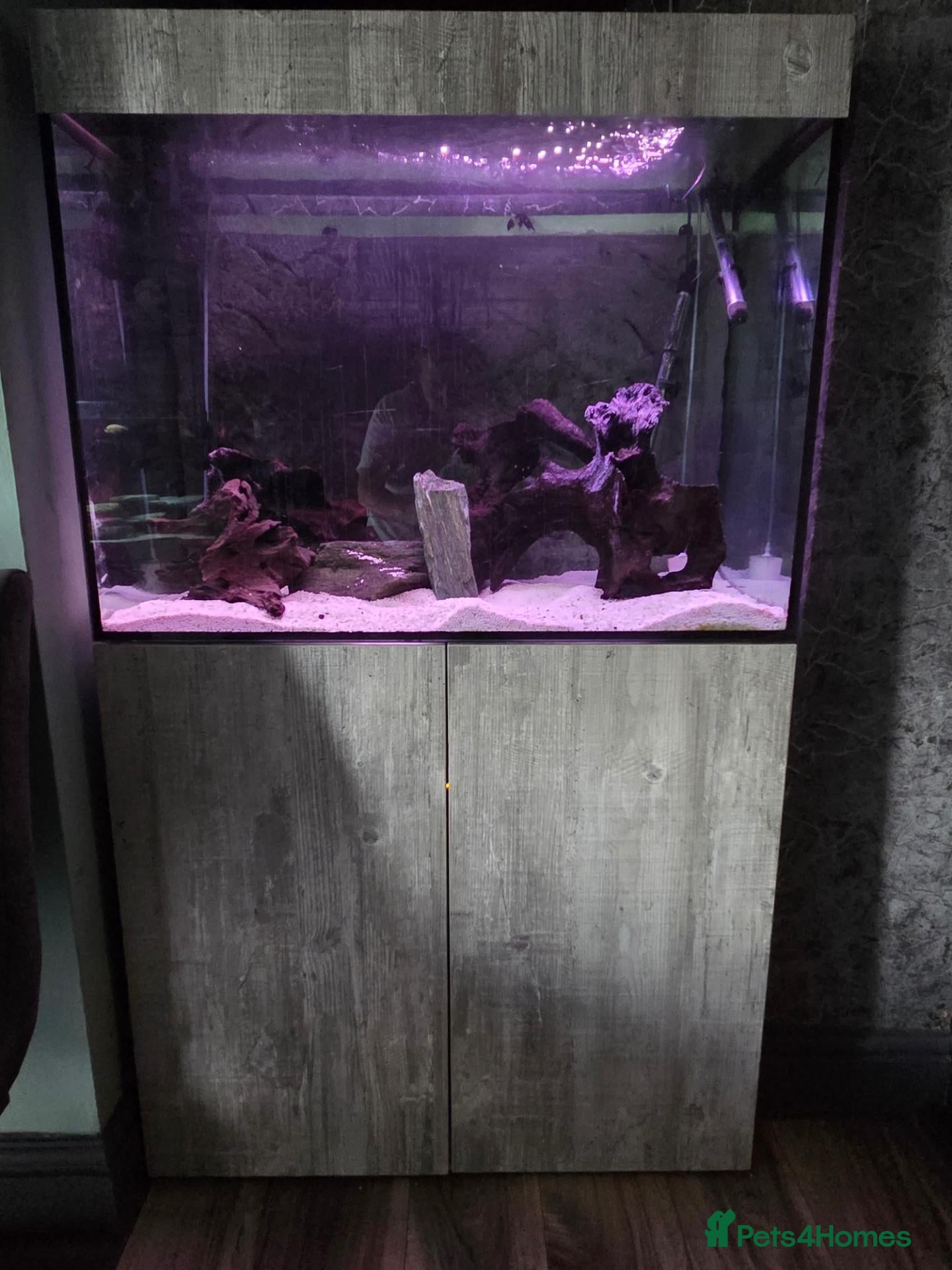 Tetras fish Evolution Aqua  D-D Aqua Freshwater 900 fish tank - Advert 21