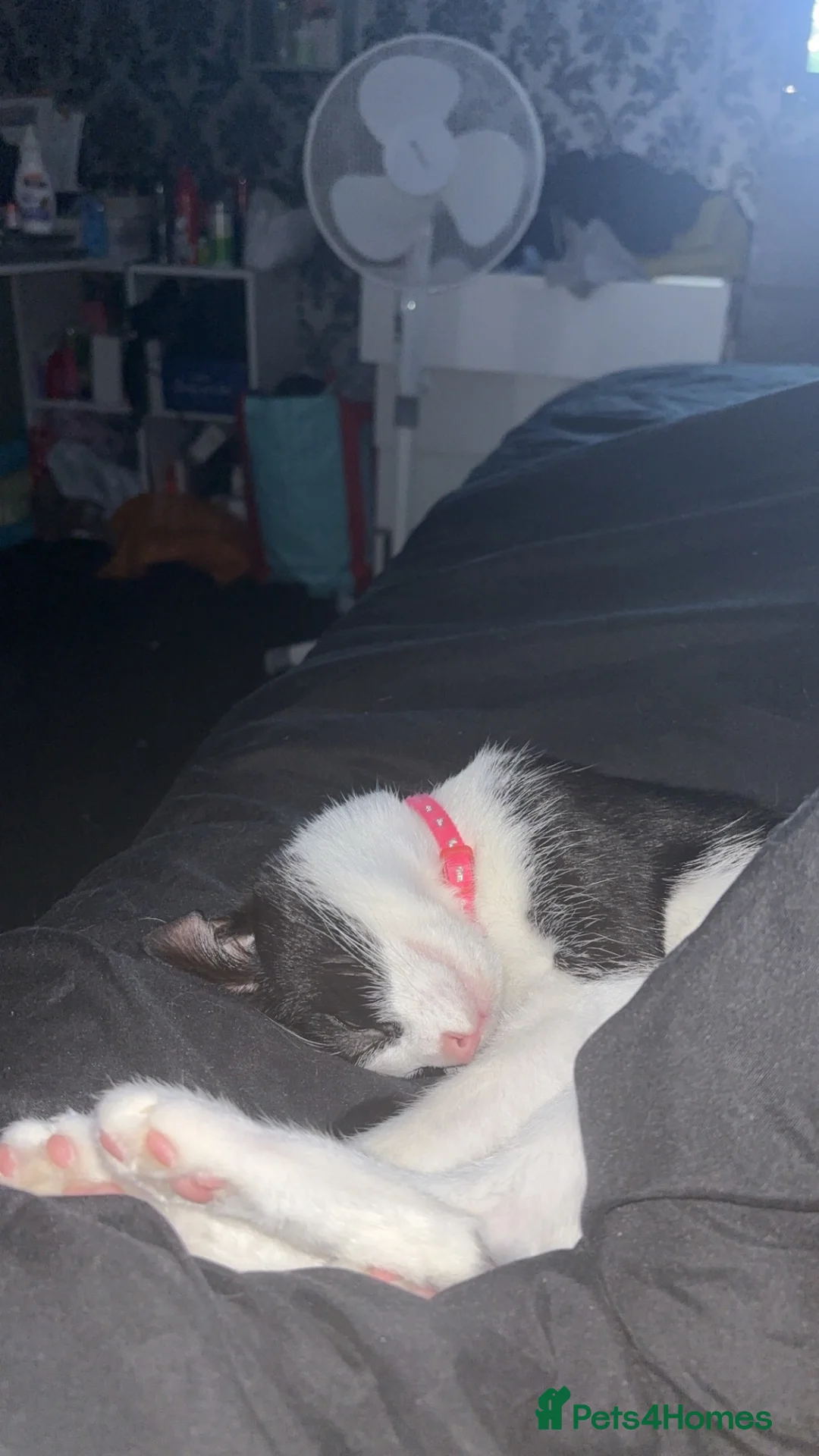 Domestic Shorthair cats for sale: Rehoming my loving cat - Advert 5
