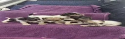 Jack Russell dogs for sale: Jack Russell puppies, full pedigree  - Advert 5