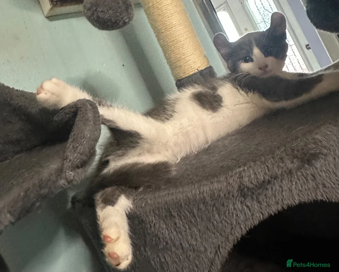 Mixed Breed cats for sale: Last gorgeous girl!! Ready to leave now  - Advert 1