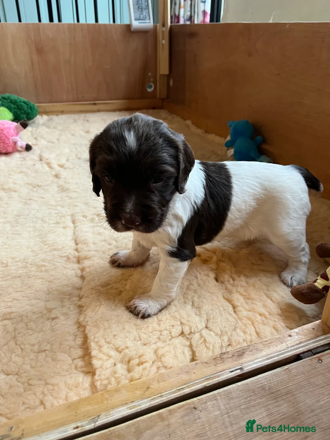 English Springer Spaniel dogs for sale: KC Reg English Springer Spaniel Puppies For Sale - Advert 4