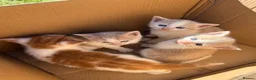 Mixed Breed cats for sale: Full ginger and mix litter kittens  - Advert 8
