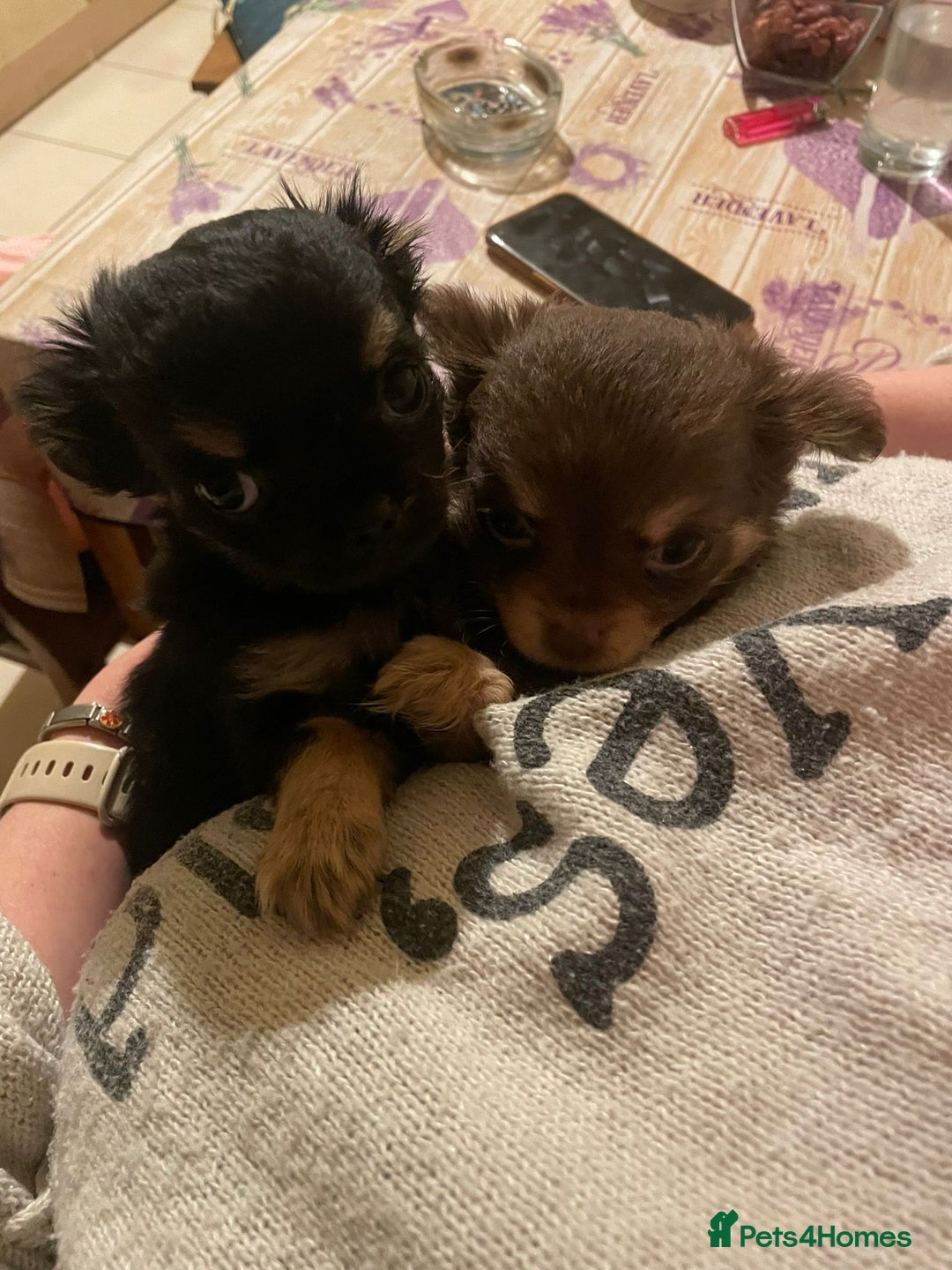 Chihuahua dogs for sale: Beautiful tiny little chihuahua girls - Advert 8