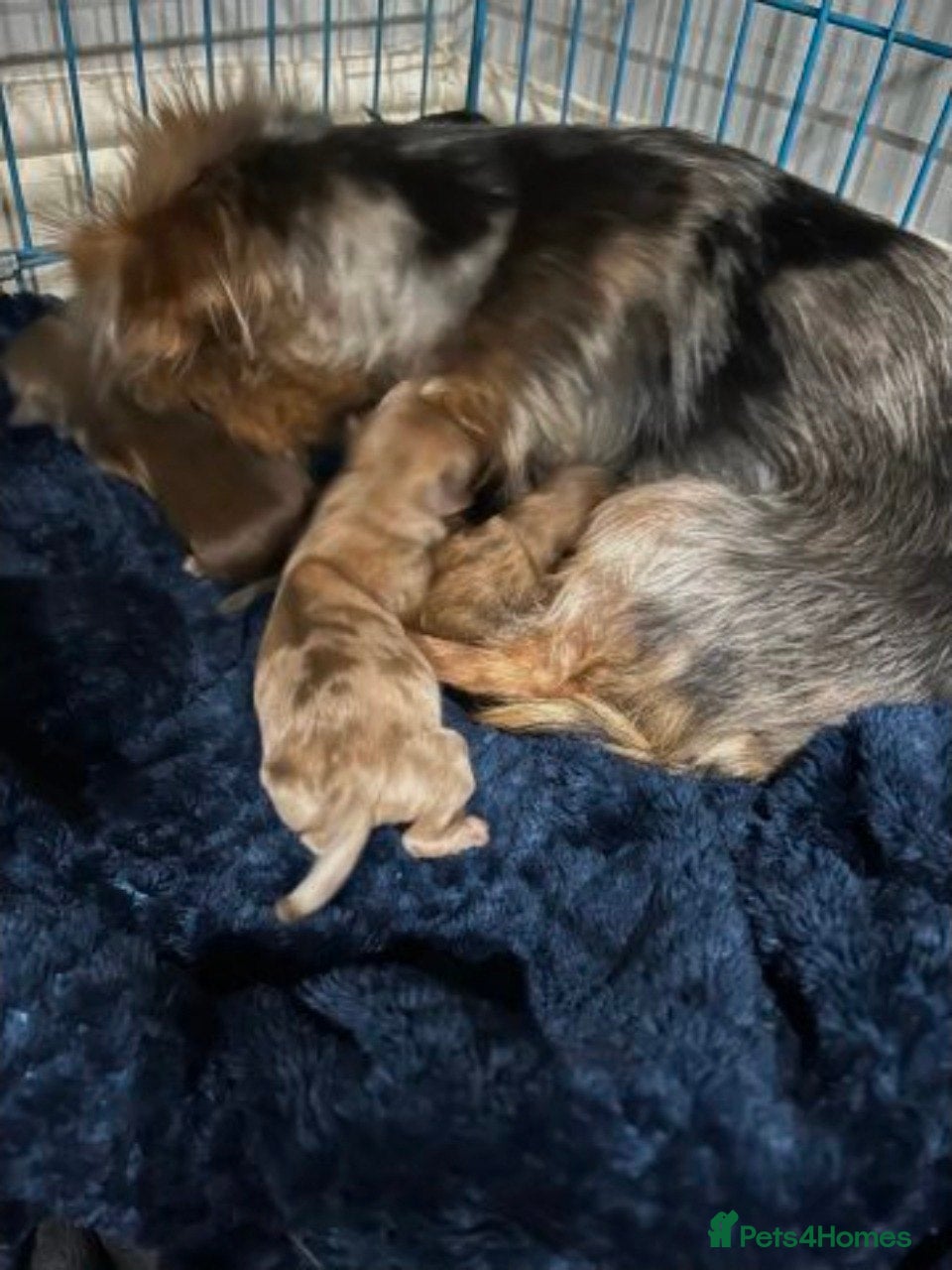 Mixed Breed dogs Adorable mixed pups - Advert 1