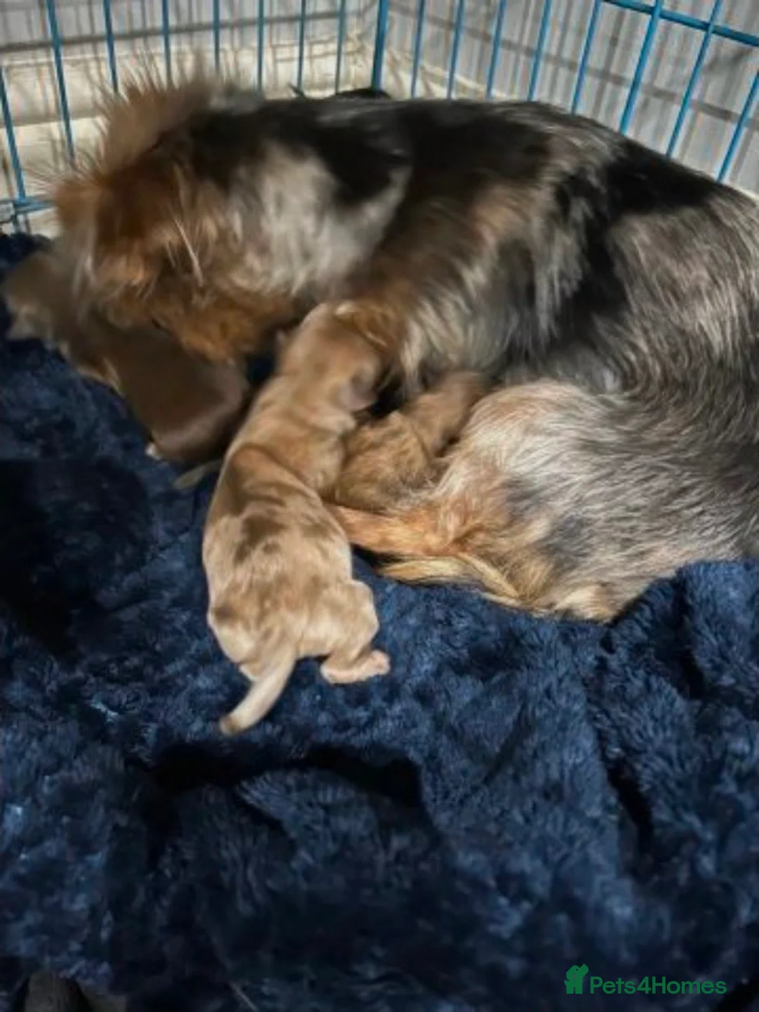 Mixed Breed dogs for sale: Adorable Miniature Dachshund Puppies - Advert 1