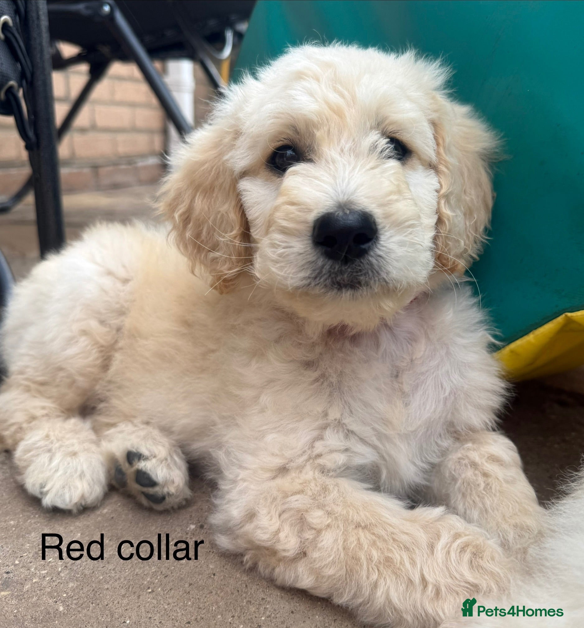 Goldendoodle dogs 🐾 Goldendoodle Puppies ready for forever homes 🐾 - Advert 2
