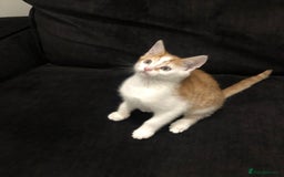 Mixed Breed cats for sale: Ginger and Tortie Kittens 2 available  - Image 9