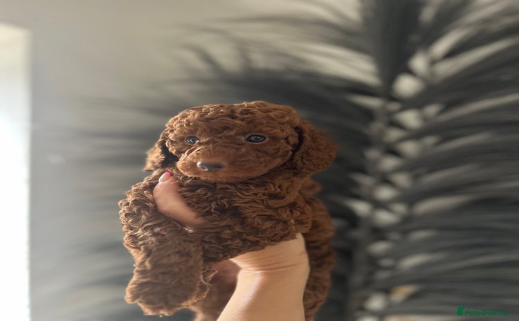 Miniature Poodle dogs - Advert 1