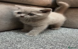 British Longhair cats for sale: British short hair x long hair kitten  - Image 4