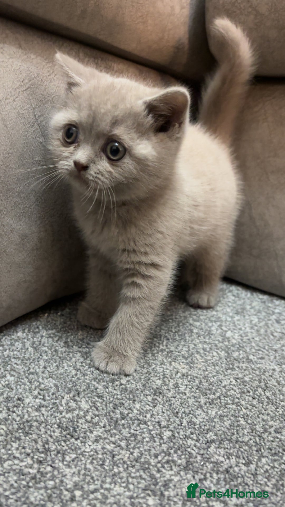 British Longhair cats for sale: British short hair x long hair kitten  - Image 4