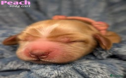 Cocker Spaniel dogs for sale: Show cockers - Image 4