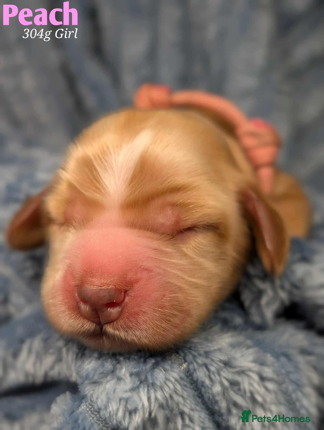 Cocker Spaniel dogs for sale: Show cockers - Image 4