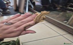 Gecko reptiles for sale: Leopard, gargoyle, chahoua and crested geckos - Advert 9