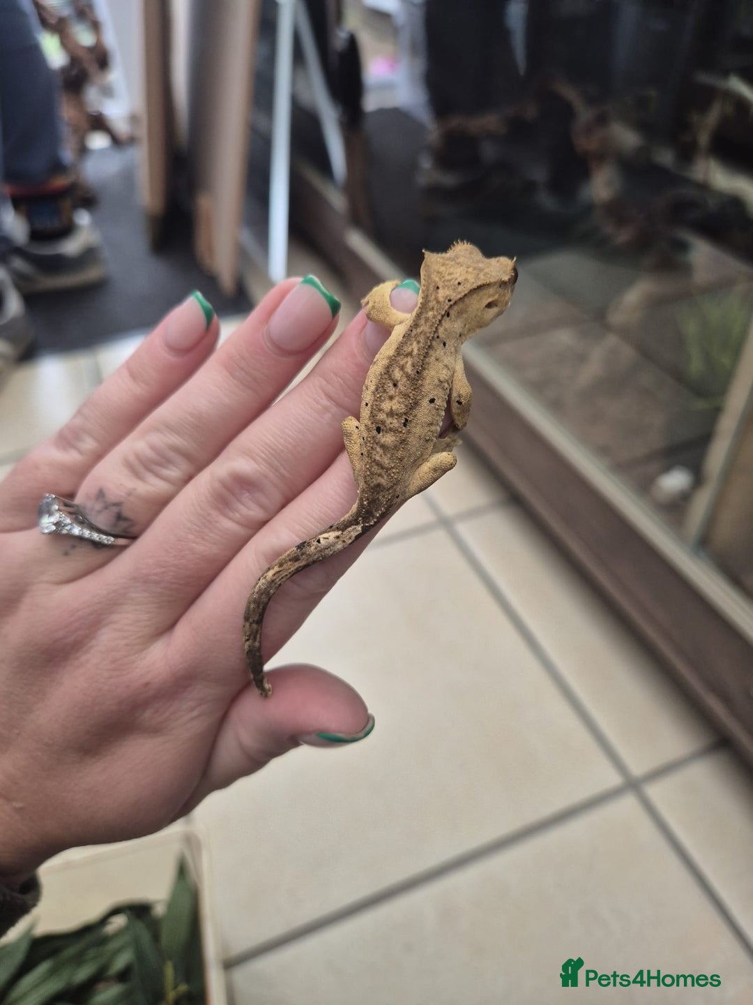 Gecko reptiles for sale: Leopard, gargoyle, chahoua and crested geckos - Advert 9
