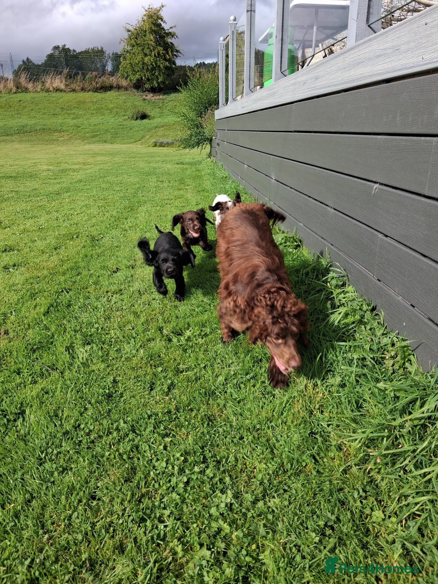 Cocker Spaniel dogs Working cocker spaniel pups  - Advert 10