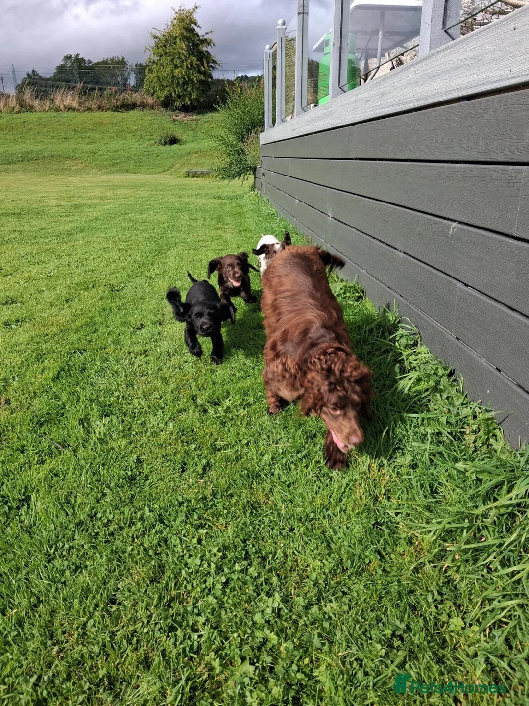 Cocker Spaniel dogs for sale: Working cocker spaniel pups  - Advert 1