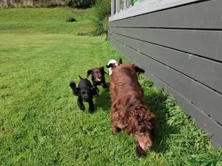 Cocker Spaniel dogs Working cocker spaniel pups - Advert 10