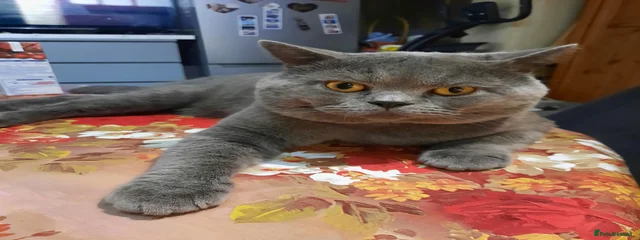 Sasko