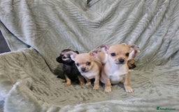 Chihuahua dogs for sale: Adorable Chihuahua puppies 🐶 - Advert 1