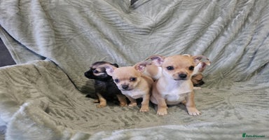 Chihuahua dogs Adorable Chihuahua puppies 🐶 - Advert 6