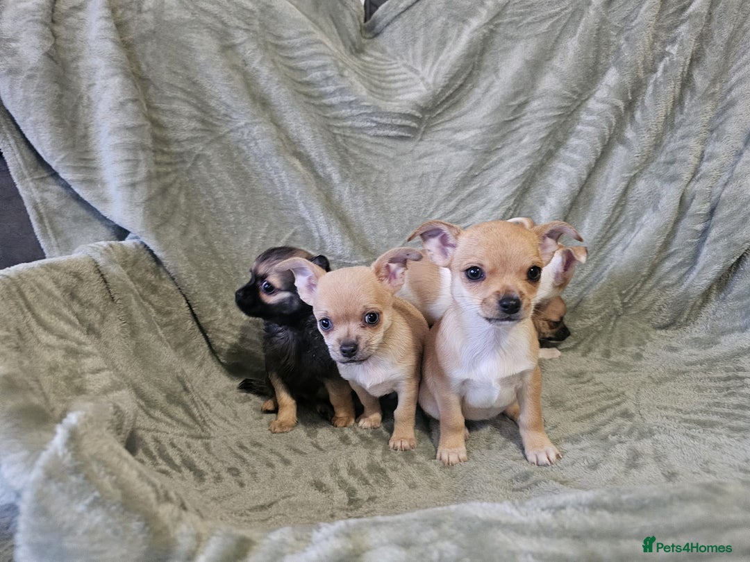 Chihuahua dogs for sale: Adorable Chihuahua puppies 🐶 - Advert 1