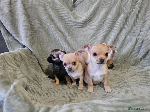 Chihuahua dogs Adorable Chihuahua puppies 🐶 - Advert 1