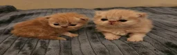 Persian cats for sale: Little Clouds of Softness–Persian Kittens for Sale in Norwich - Advert 15