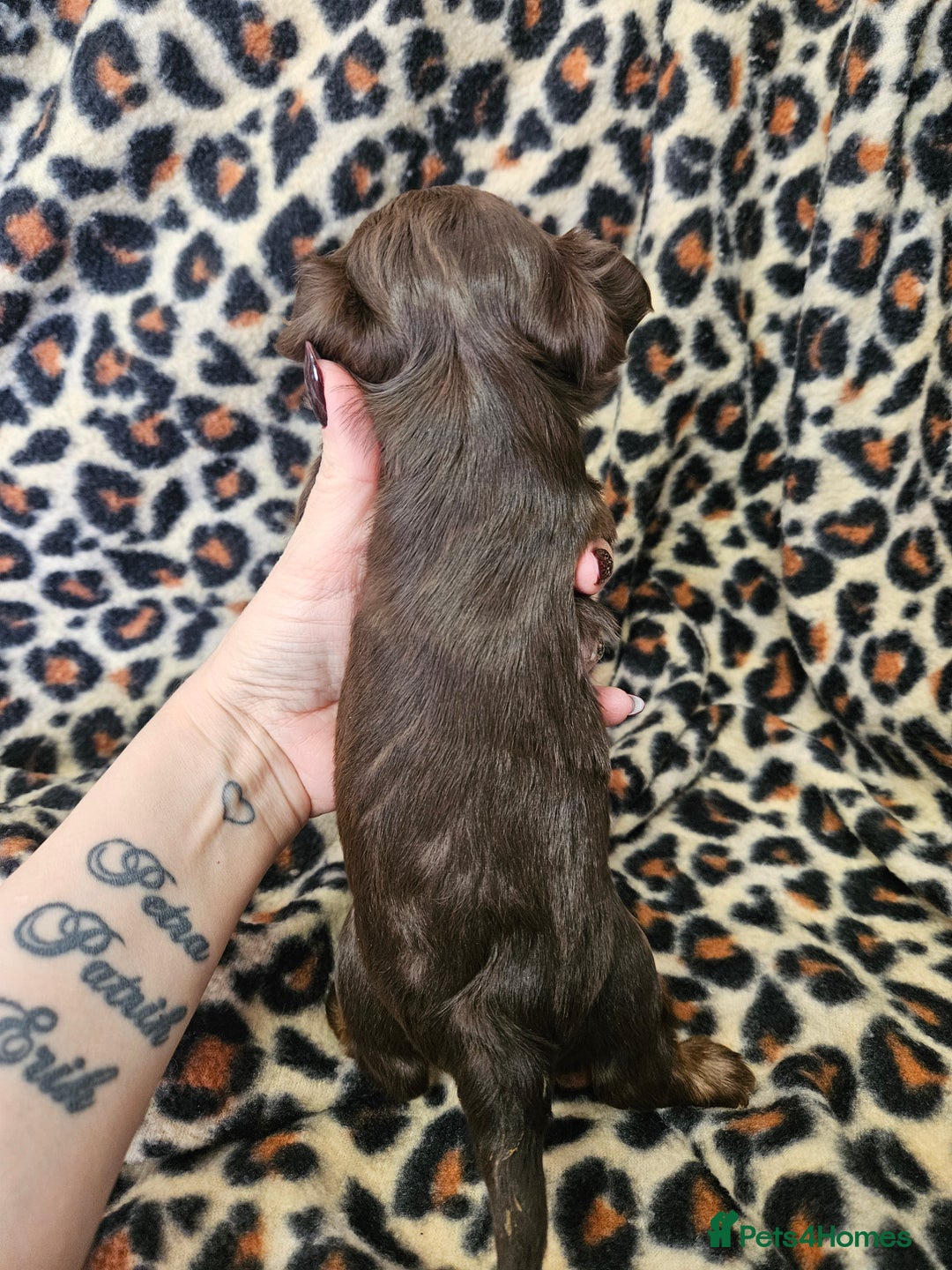 Yorkshire Terrier dogs for sale: 🤎 DNA tested parents 🤎 Yorkie puppies  - Advert 27